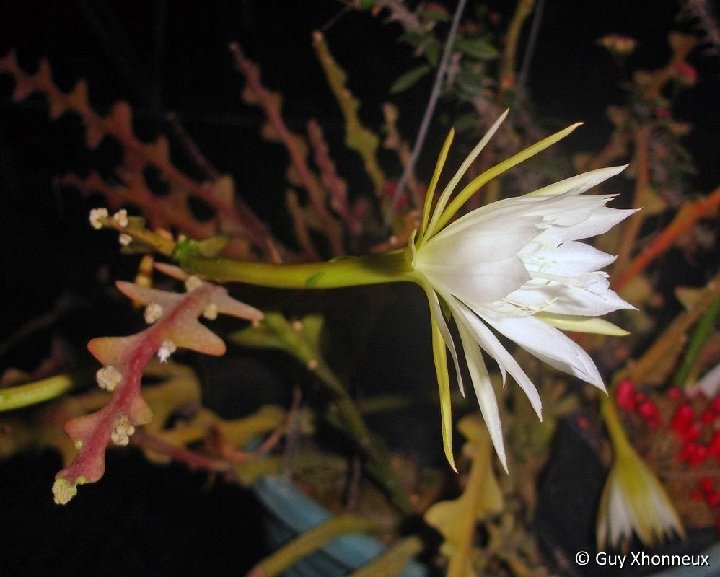 Epiphyllum anguliger (darrahii) 1Col.GX.1845